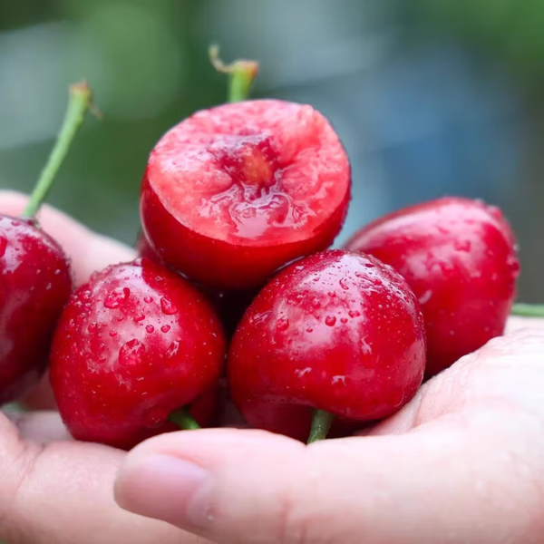 田良季国产小樱桃本地樱桃车厘子送礼品新鲜水果